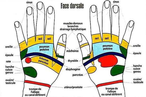Zones réflexes des mains face dorsale