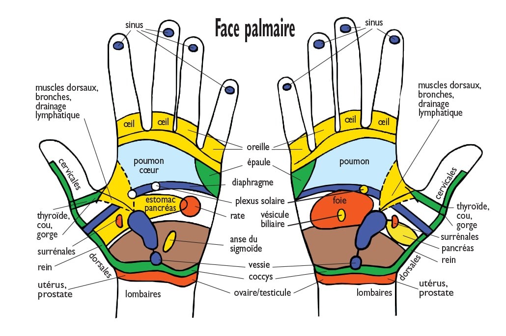 Zones réflexes des mains face palmaire