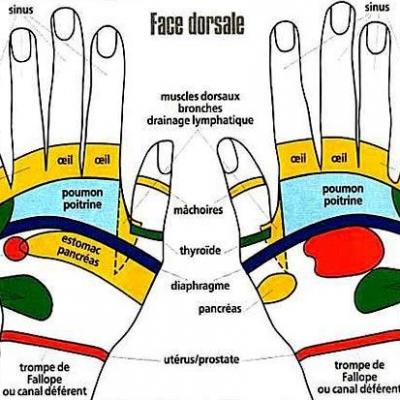 Zones réflexes des mains face dorsale