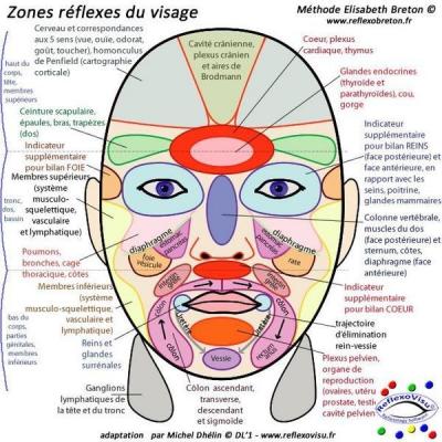 Zones réflexes du visage