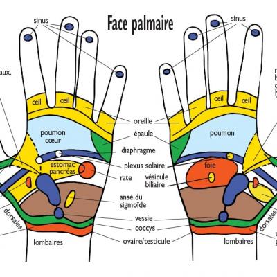 Zones réflexes des mains face palmaire